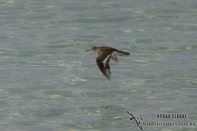 Common Sandpiper 9135.jpg