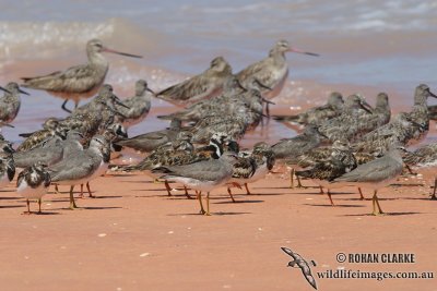 Grey-tailed Tattler 9156.jpg