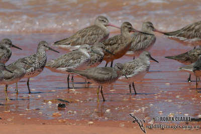 Grey-tailed Tattler 9157.jpg