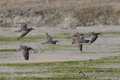 Grey-tailed Tattler 9597.jpg