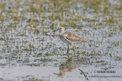 Wood Sandpiper 0738.jpg