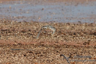 Asian Dowitcher 8940.jpg