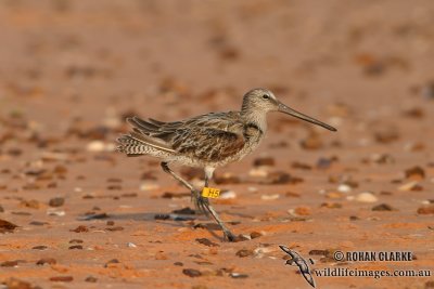 Asian Dowitcher 8955.jpg