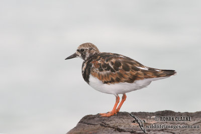 Ruddy Turnstone 4353.jpg