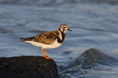 Ruddy Turnstone 5317.jpg