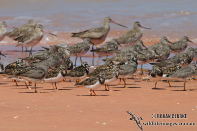 Ruddy Turnstone 9154.jpg