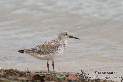 Great Knot (NZ vagrant)
