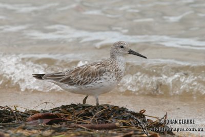 Great Knot 2480.jpg