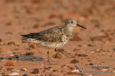 Great Knot 8949.jpg