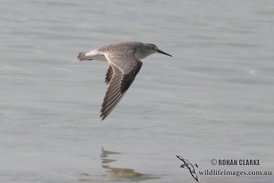 Great Knot 9123.jpg