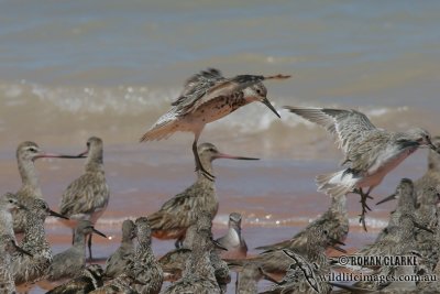 Great Knot 9128.jpg