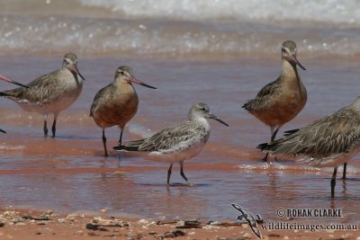 Great Knot 9147.jpg