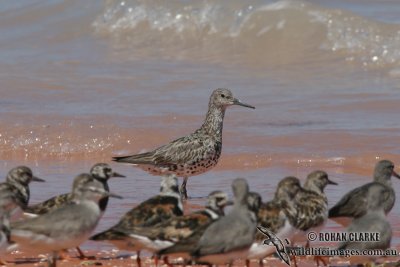 Great Knot 9161.jpg