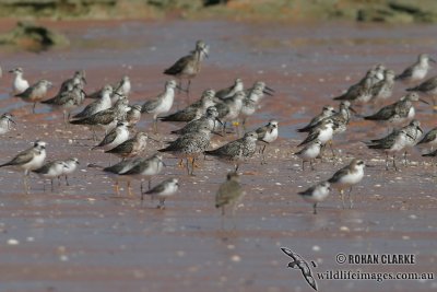 Great Knot 9404.jpg