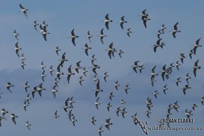 Red Knot 1437.jpg