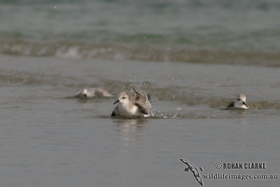 Sanderling 2142.jpg