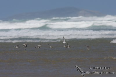 Sanderling 2697.jpg