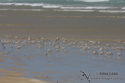 Sanderling 2704.jpg