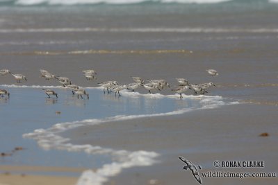 Sanderling 2707.jpg