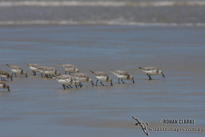 Sanderling 2728.jpg