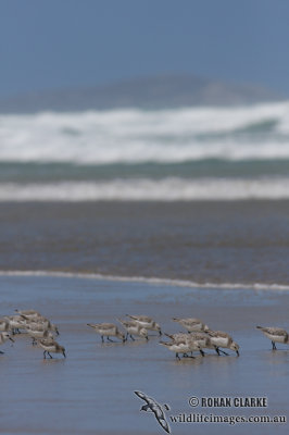 Sanderling 2731.jpg