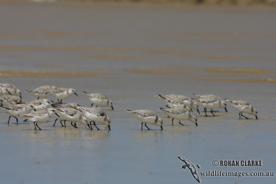 Sanderling 2743.jpg