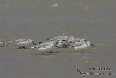 Sanderling 2749.jpg