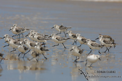 Sanderling (NZ vagrant)