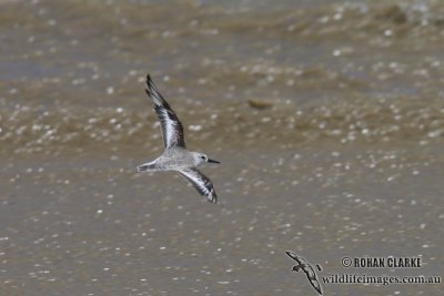 Sanderling 2783.jpg