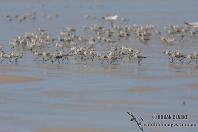 Sanderling 2797.jpg