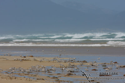 Sanderling 2809.jpg