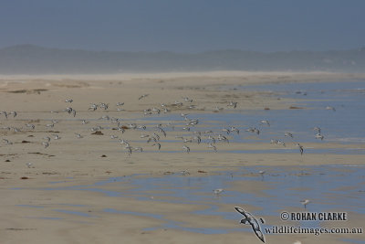 Sanderling 2830.jpg