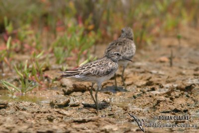 Sharp-tailed Sandpiper 0379.jpg