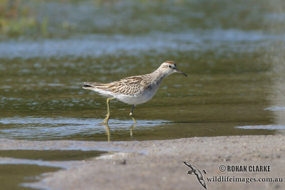 Sharp-tailed Sandpiper 0675.jpg