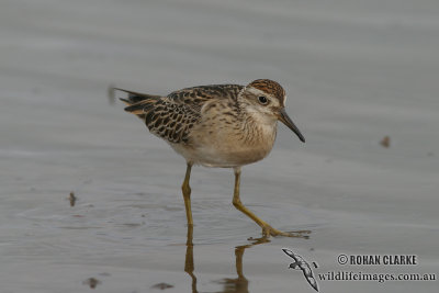 Sharp-tailed Sandpiper 1036.jpg