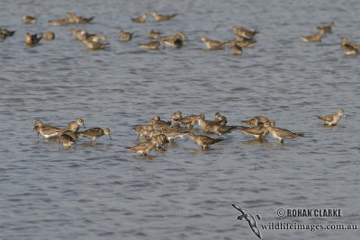 Sharp-tailed Sandpiper 1263.jpg