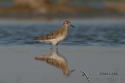 Sharp-tailed Sandpiper 6026.jpg