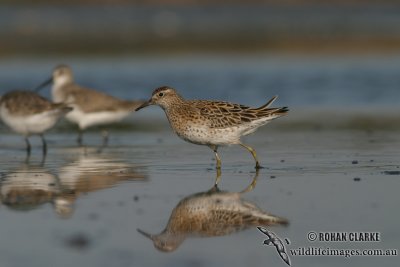 Sharp-tailed Sandpiper 6054.jpg