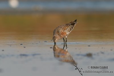 Curlew Sandpiper 6096.jpg