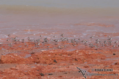 Broad-billed Sandpiper (NZ vagrant)