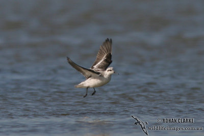 Red-necked Phalarope (NZ vagrant)