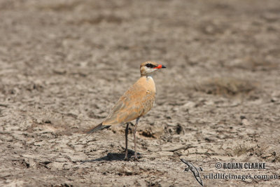 Australian Pratincole 0816.jpg