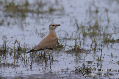 Australian Pratincole 2249.jpg