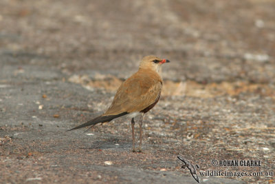 Australian Pratincole 8806.jpg