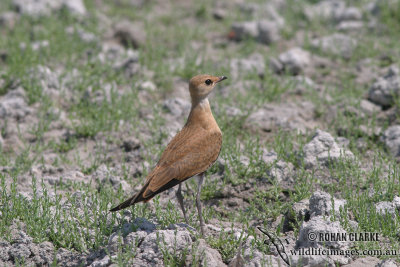 Australian Pratincole 8907.jpg