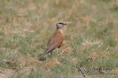 Australian Pratincole 8925.jpg