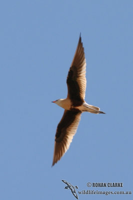 Australian Pratincole 9722.jpg