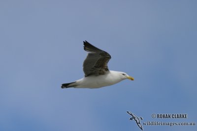 Kelp Gull 2753.jpg