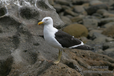 Kelp Gull 3734.jpg