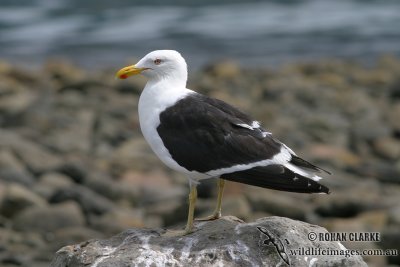 Kelp Gull 3738.jpg